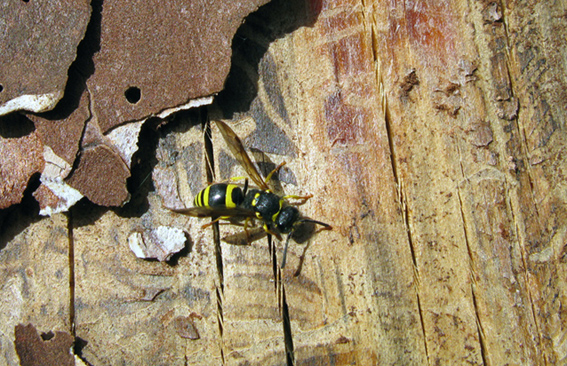 Ancistrocerus sp